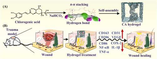 绿原酸自组装成水凝胶以加速伤口愈合,Colloids And Surfaces B: Biointerfaces - X-MOL