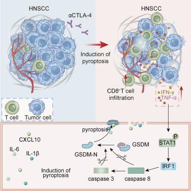 CTLA-4 blockade induces tumor pyroptosis via CD8+ T cells in head 