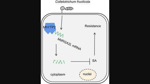 The m6A reader MhYTP2 negatively modulates apple Glomerella leaf spot  resistance by binding to and degrading MdRGA2L mRNA - Guo - Molecular Plant  Pathology - Wiley Online Library