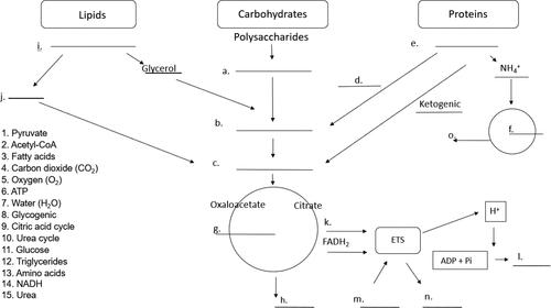 Increasing Salt Marsh Elevation Using Sediment Augmentation: Critical  Insights from Surface Sediments and Sediment Cores