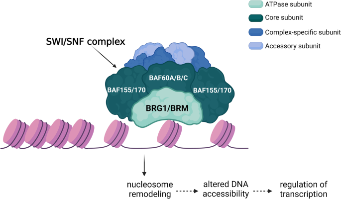 Smarca Brg Oncogene X Mol