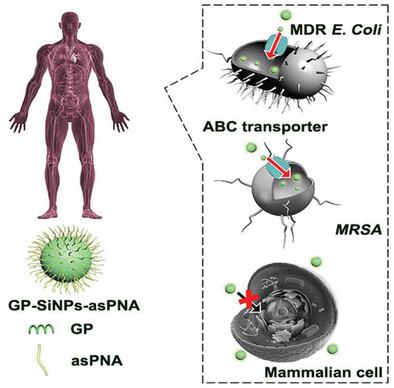 Antisense Oligonucleotides Selectively Enter Human-Derived 