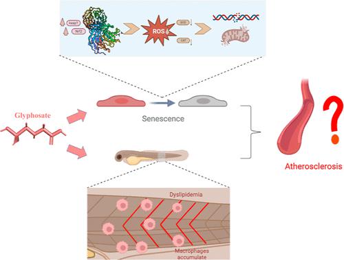 Glyphosate Causes Vascular Toxicity through Cellular Senescence and ...