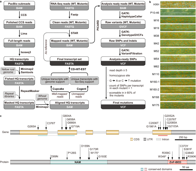 Sequencing Trait Associated Mutations To Clone Wheat Rust Resistance