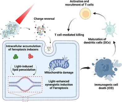 Photo-Enhanced Synergistic Induction Of Ferroptosis For Anti-Cancer ...