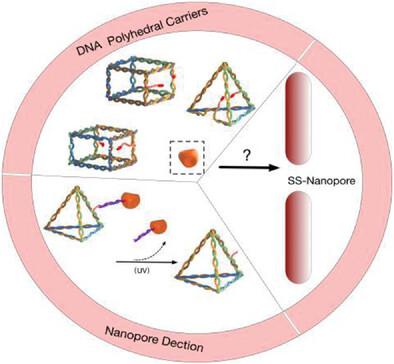 Translocation Of Proteins Through Solid-State Nanopores Using DNA ...