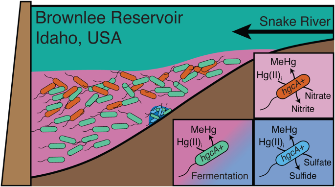 metabolically-diverse-microorganisms-mediate-methylmercury-formation-under-nitrate-reducing