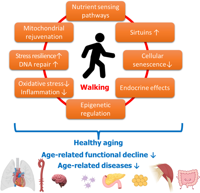 The multifaceted benefits of walking for healthy aging: from Blue