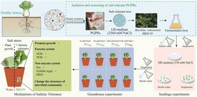 Plant growth-promoting rhizobacteria Bacillus velezensis JB0319 ...