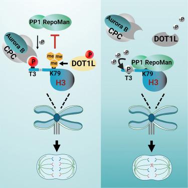 Histone H3K79 Methylation By DOT1L Promotes Aurora B Localization At ...