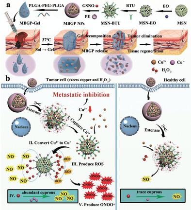 Integration Of Tumor Elimination And Tissue Regeneration Via Selective ...