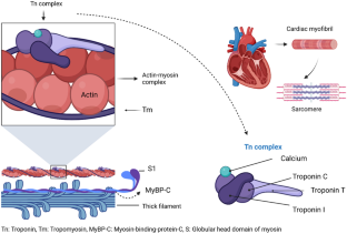 Aficamten：症状性梗阻性肥厚性心肌病的突破性疗法,American Journal Of Cardiovascular Drugs ...