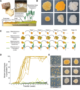 Bacterial–fungal Interactions Promote Parallel Evolution Of Global ...