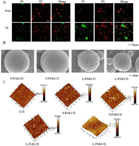 Correction To “Chimeric Peptides Quickly Modify The Surface Of ...