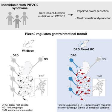 PIEZO2 In Somatosensory Neurons Controls Gastrointestinal Transit,Cell ...