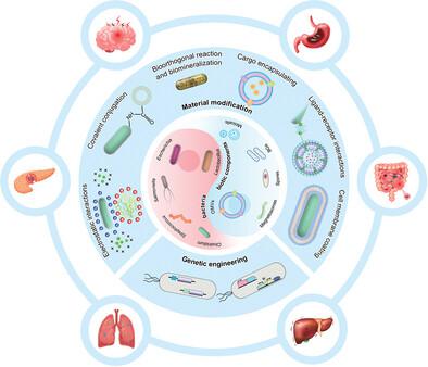 Harnessing Engineered Immune Cells and Bacteria as Drug Carriers