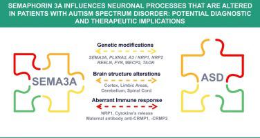 Semaphorin 3A influences neuronal processes that are altered in ...