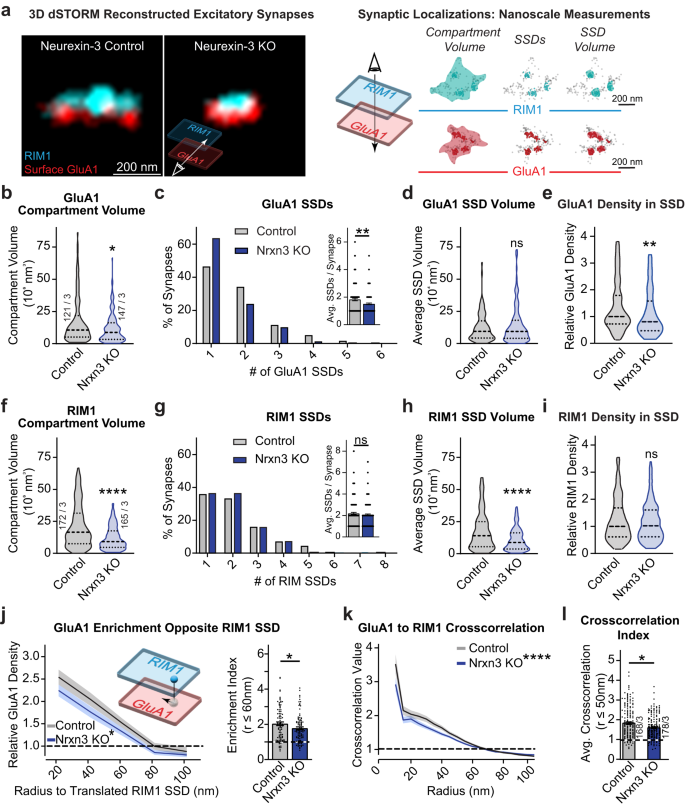 Neurexin-3 Subsynaptic Densities Are Spatially Distinct From Neurexin-1 ...