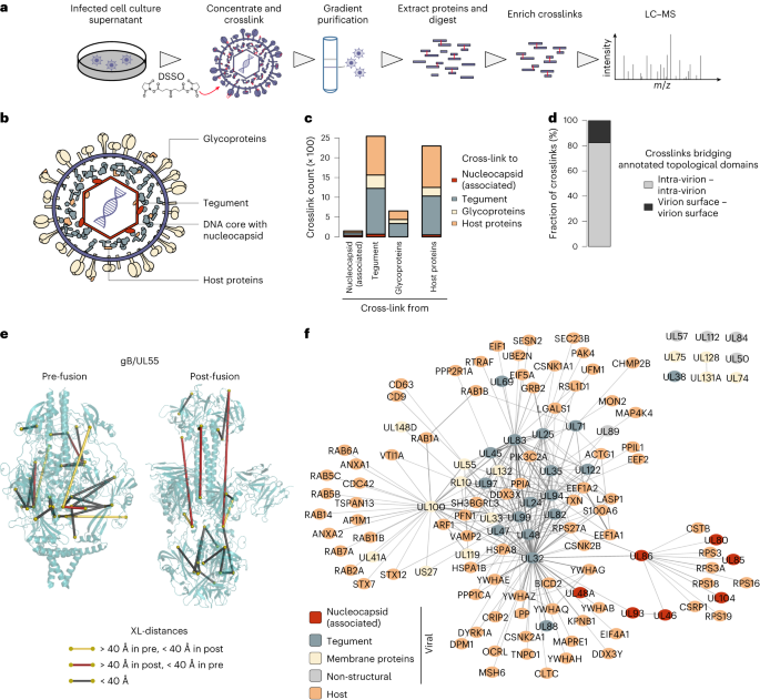 Spatially Resolved Protein Map Of Intact Human Cytomegalovirus Virions ...