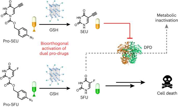 Hydrogen-bonded Organic Framework-based Bioorthogonal Catalysis ...