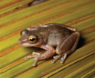 Chytrid invasion drives frog redistributions,Nature Ecology 