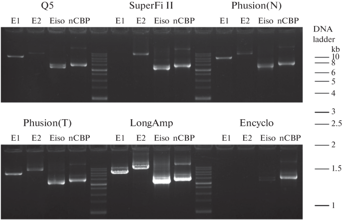 The Efficiency Of Various Dna Polymerases For Amplification Of Long