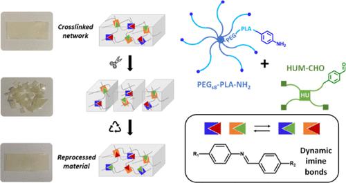 基于亚胺键的动态 PEG-PLA/羟基聚氨酯网络作为可再加工弹性生物材料,Biomacromolecules - X-MOL