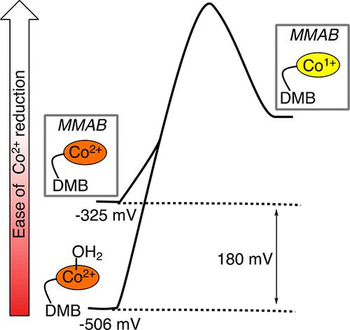 Coordination Chemistry Controls Coenzyme B12 Synthesis By Human ...