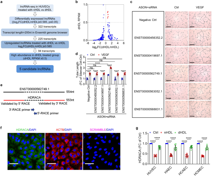 High-density Lipoprotein Regulates Angiogenesis By Long Non-coding RNA ...