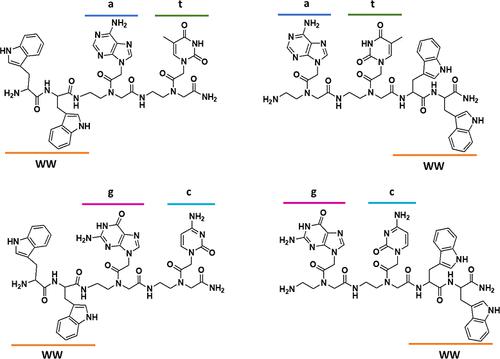 Tryptophan-PNA gc Conjugates Self-Assemble to Form Fibers,Bioconjugate ...