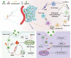 Hollow Copper Sulfide Nanoparticles Carrying ISRIB For The Sensitized ...