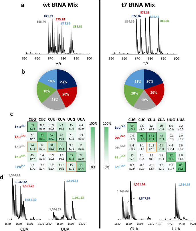 extensive-breaking-of-genetic-code-degeneracy-with-non-canonical-amino