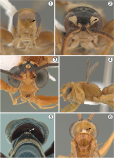 Neotropical Cyphoderus (Collembola: Paronellidae), with Comments About  Myrmecophily and the Description of New Species