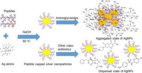 Development Of Novel Peptide-Modified Silver Nanoparticle-Based Rapid ...