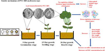 Toxicity of polyvinyl chloride microplastics on Brassica rapa ...