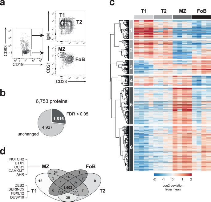 An Integrated Proteome And Transcriptome Of B Cell Maturation Defines ...