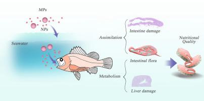 New Insights Into The Impact Of Polystyrene Micro/nanoplastics On The ...