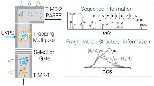 Top Down Protein Analysis By Tandem Trapped Ion Mobility Spectrometrymass Spectrometry Tandem 8906