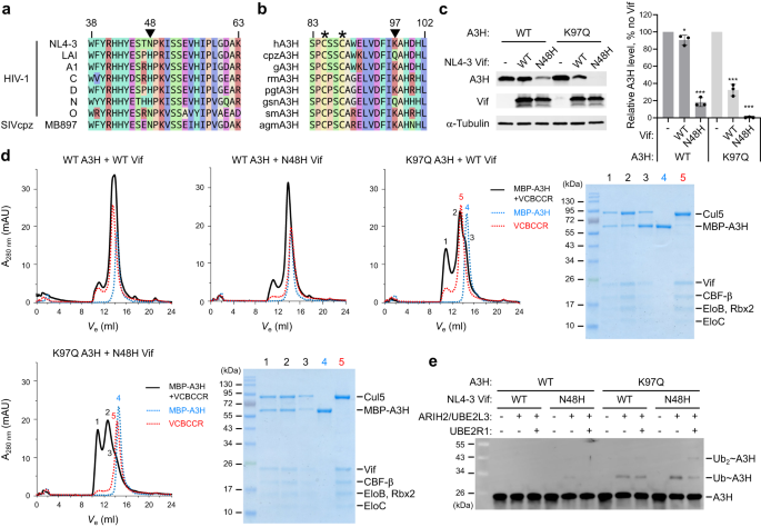 Structural Basis Of HIV-1 Vif-mediated E3 Ligase Targeting Of Host ...