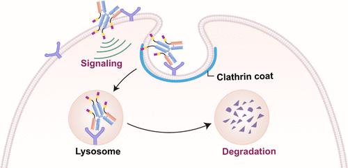 Harnessing the Lysosomal Sorting Signals of the Cation-Independent ...