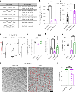 Metabolic rewiring induced by ranolazine improves melanoma