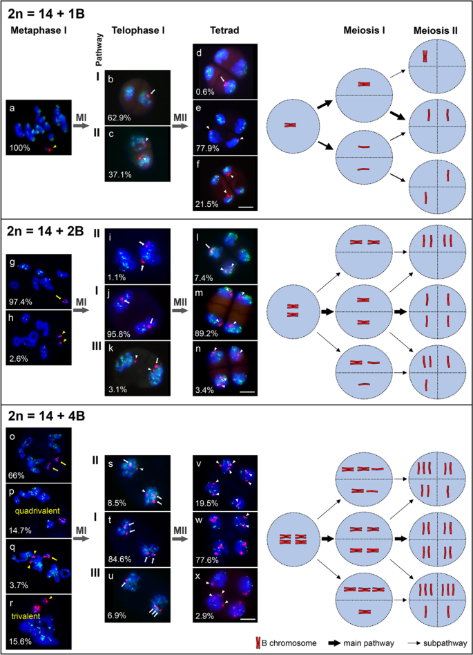 Meiotic Segregation And Post-meiotic Drive Of The Festuca Pratensis B ...