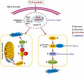 ROS介导的线粒体自噬和坏死性凋亡调节MLO-Y4细胞中TCP颗粒引起的骨细胞 