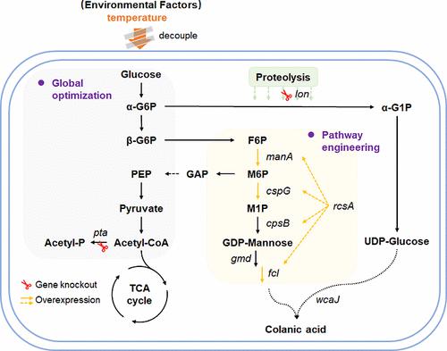 Regulation On Pathway Metabolic Fluxes To Enhance Colanic Acid Production In Escherichia Coli