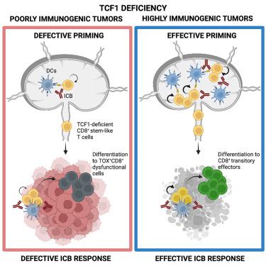 肿瘤免疫原性决定了CD8+ T 细胞对TCF1 的依赖以对免疫治疗产生反应 