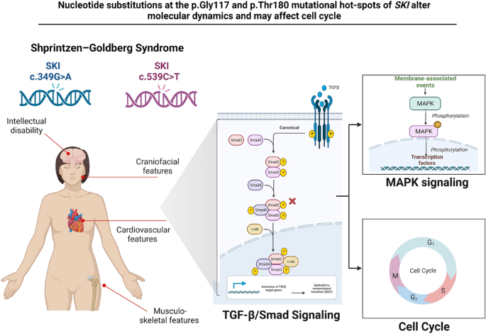 Nucleotide substitutions at the p.Gly117 and p.Thr180 mutational