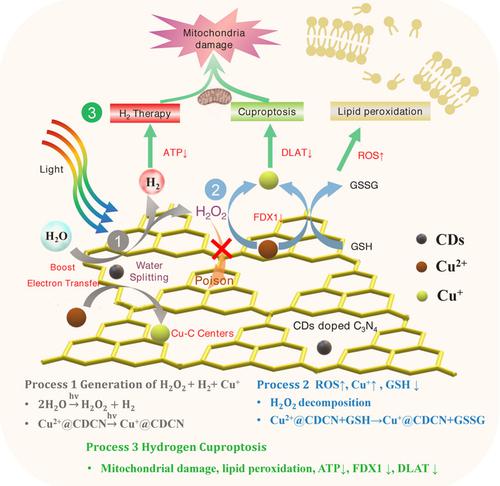 Cu Anchored Carbon Nano Photocatalysts For Visible Water Splitting To Boost Hydrogen