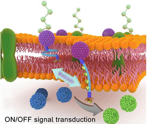 Folding and Unfolding of a Fully Synthetic Transmembrane Receptor for ...