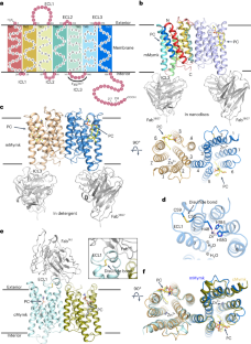 Cryo-EM structures of Myomaker reveal a molecular basis for