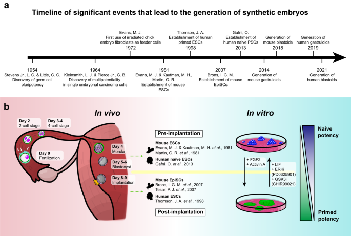 A new era of stem cell and developmental biology: from blastoids